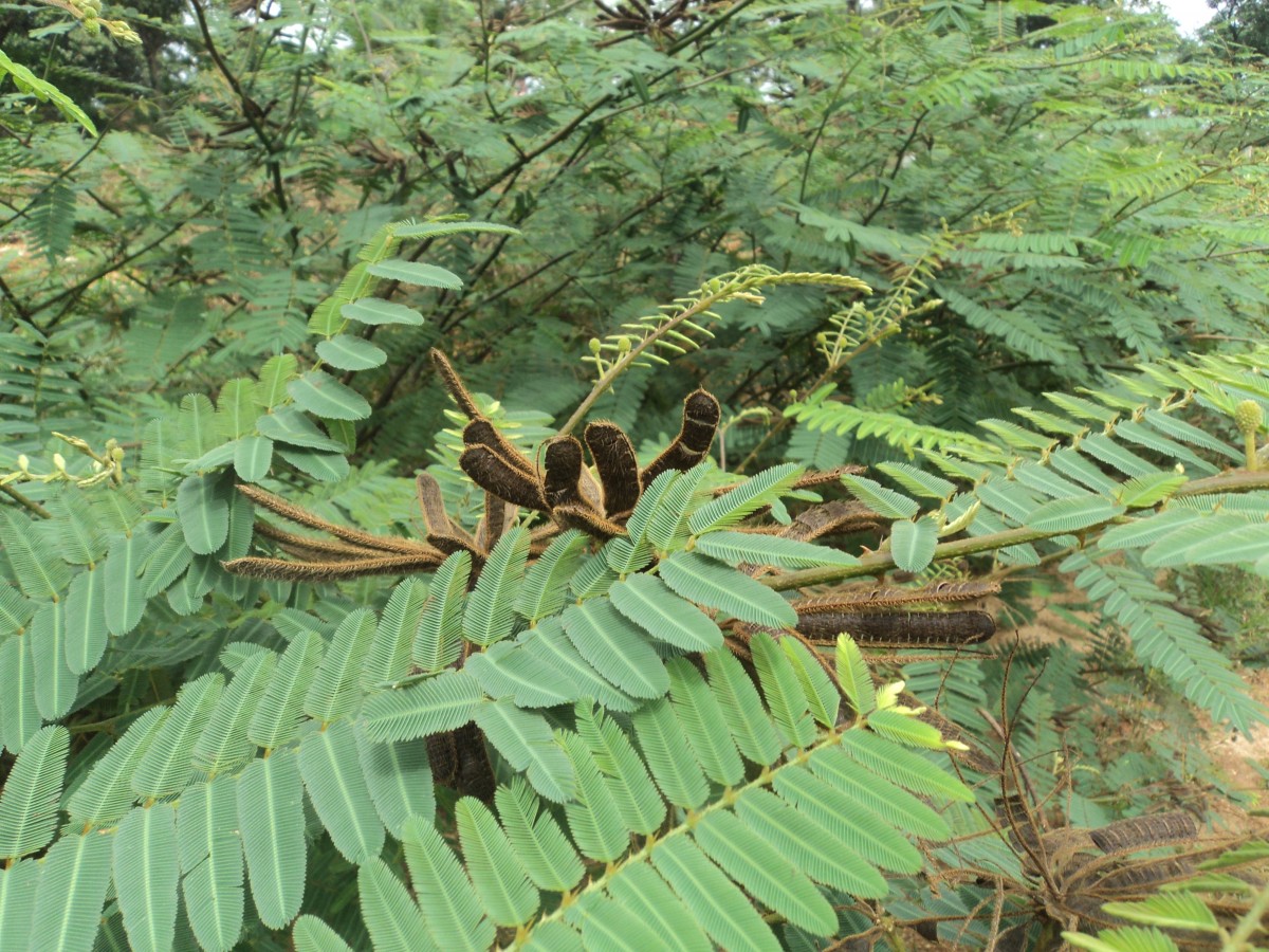 Mimosa pigra L.